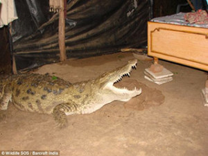 Crocodile-