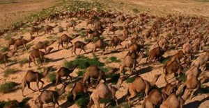 camel-ast