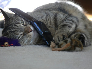 cat-phone-