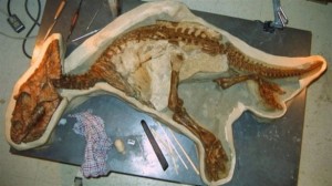 dino-skeleton