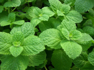 Mint