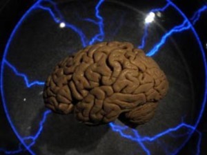 An actual human brain displayed inside a