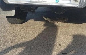 6-117